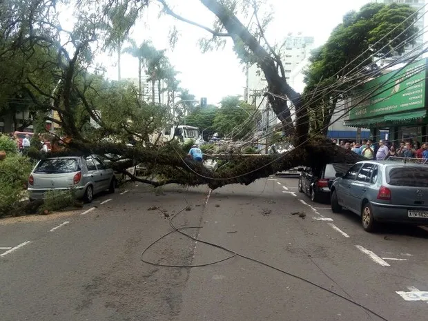 Árvore de grande porte caiu em avenida nesta quinta-feira à tarde na nárea central de Maringá: carros danificados - Foto: Divulgação/Defesa Civil de Maringá