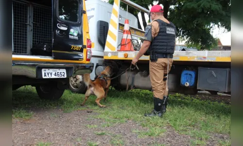 
							Polícia Militar promove encontro de canis em Arapongas
						
						