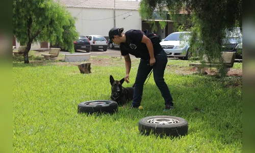 Polícia Militar promove encontro de canis em Arapongas