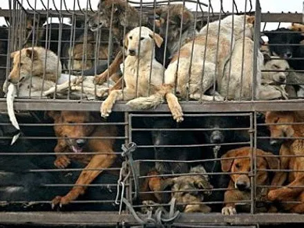 Segundo protetora, situação no local onde os cães estavam era lamentável - Imagem ilustrativa - "O Grito do Bicho"