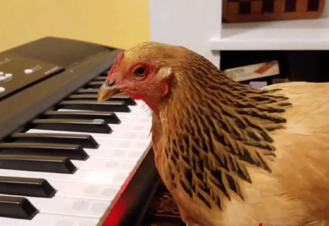 A galinha Jokgu - sensibilidade musical - Foto: Two Creative Chickens/YouTube