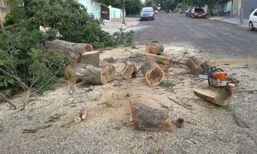 Poda ilegal de árvore pode render multa a partir de R$ 2,3 mil 