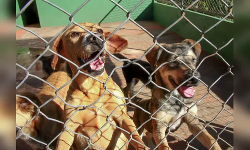 Câmara aprova projeto de castração gratuita aos animais de rua