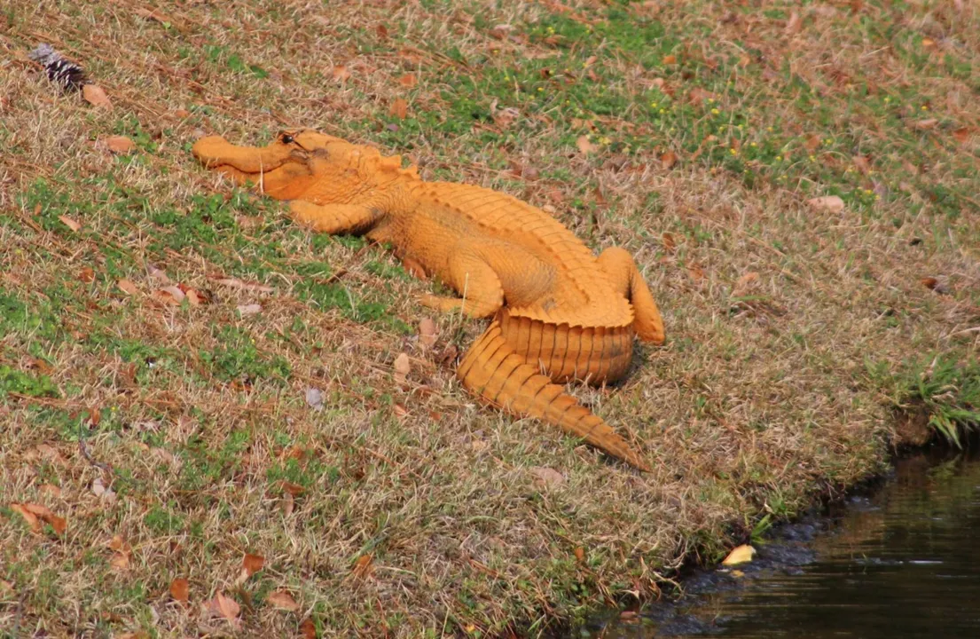 Jacaré laranja chama atenção em lago nos EUA - imagem Sthepen Tatum via AP