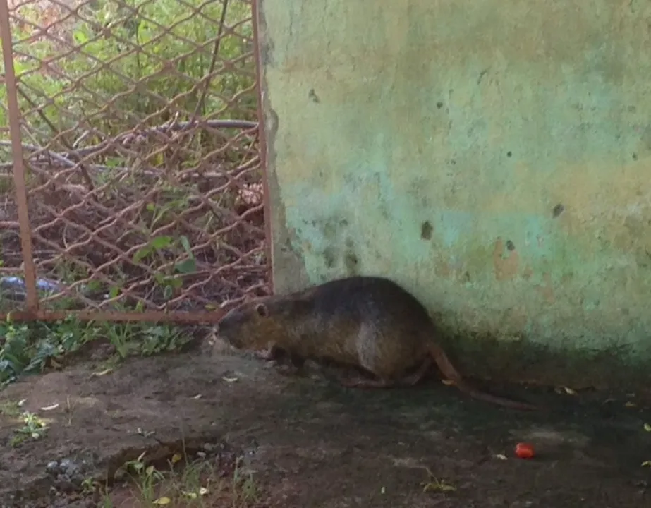 ​​​O ratão-do-banhado (nome científico: Myocastor coypus), também conhecido por nutria, caxingui ou ratão-d'água - Foto: Maicon Sales/RTV Canal 38