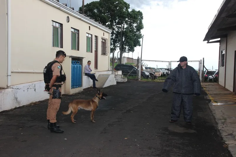 Cães auxiliam no atendimento da polícia em situações que envolvem drogas, armas e busca de pessoas. Foto: José Luiz Mendes