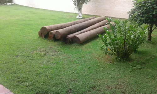 Codar denuncia furto de toras de eucalipto 