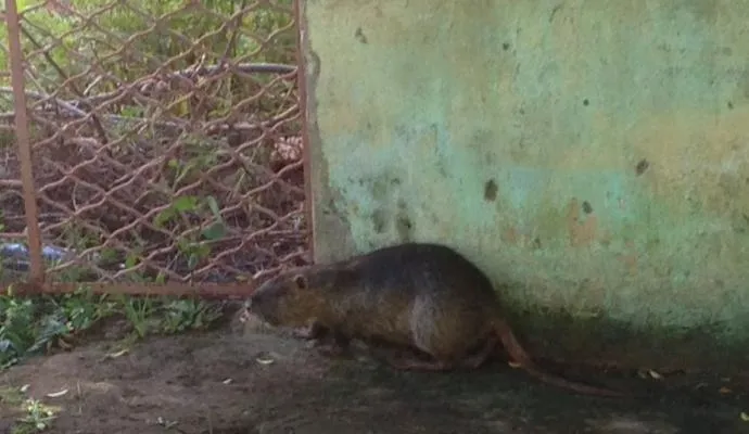 Rato 'gigante' é capturado por Bombeiros em Apucarana 