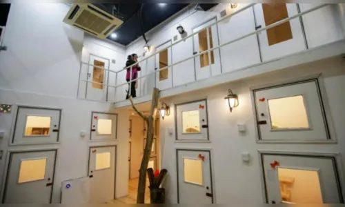 
							Primeiro hotel 5 estrelas para gatos esbanja luxo; veja vídeo
						
						