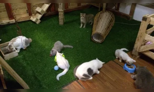 
							Primeiro hotel 5 estrelas para gatos esbanja luxo; veja vídeo
						
						