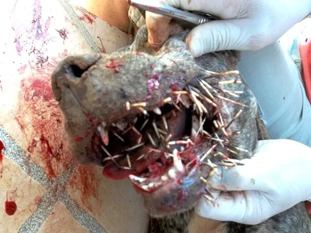 Cachorro ficou com a língua, boca e o focinho cheio de espinhos de ouriço - Foto: Divulgação