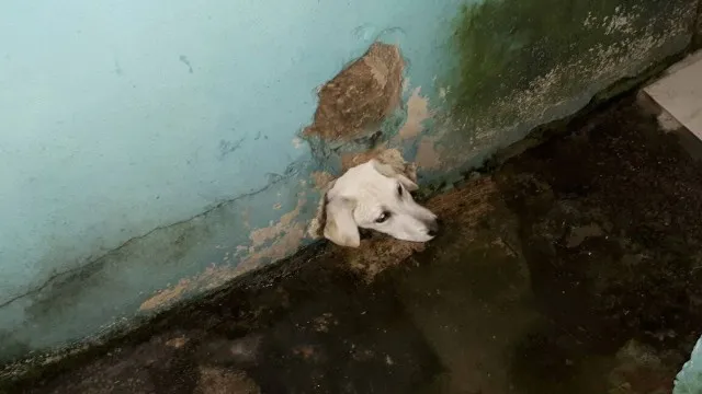 O cão recebe um carinho enquanto aguarda ser retirado da parede Foto: Corpo de Bombeiros de Jundiaí / Divulgação 