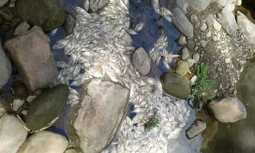 Moradores encontram peixes mortos no Rio da Limeira