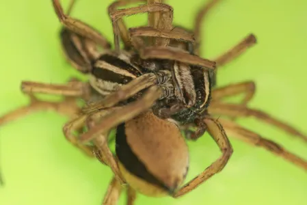 Aranhas-lobo durante 'ménage': instinto de sobrevivência - Reprodução/LiveScience