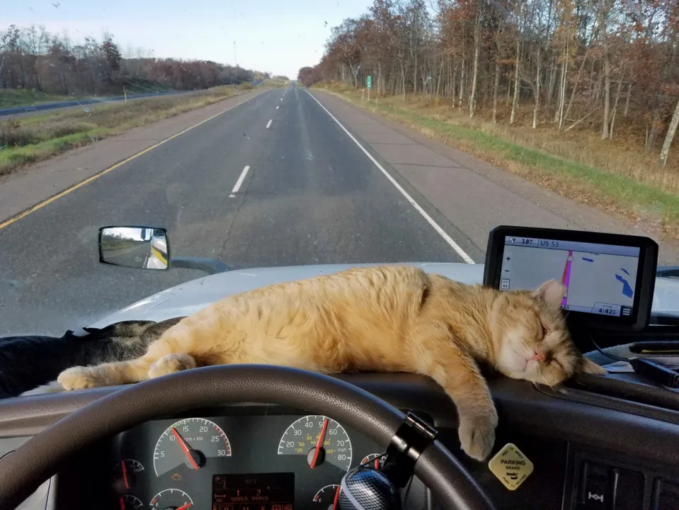Após ser encontrado, gato descansa no caminhão do seu dono depois de reencontro - Foto: Paul Robertson/AP