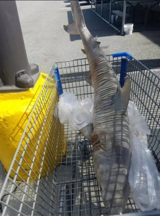 Tubarão de 1,5 metro foi encontrado em carrinho de supermercado: mistério - (Foto: Reprodução/Twitter/John Engel)