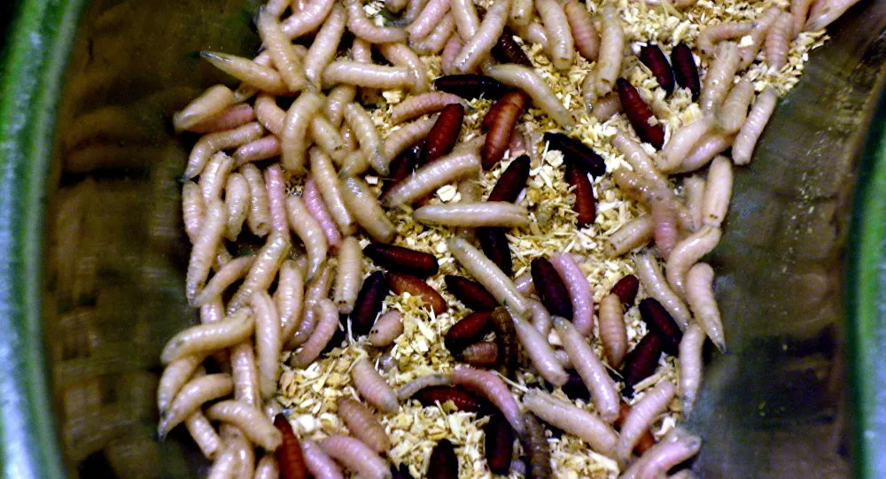 Transformação de restos de produtos alimentícios em forragem para animais usando larvas tem vantagens, dizem suecos - Foto: flickr.com/ Cory Doctorow