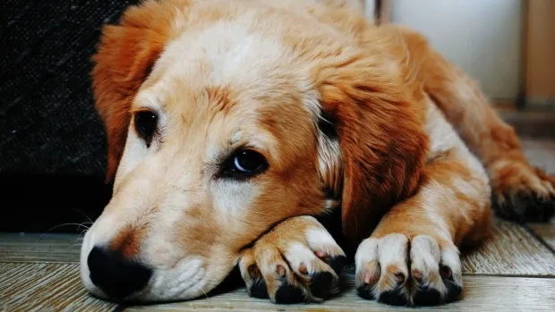   Conforme pesquisa de cientistas europeus, os cães sabem alguns truques para manipular os donos - Foto - Pixabay