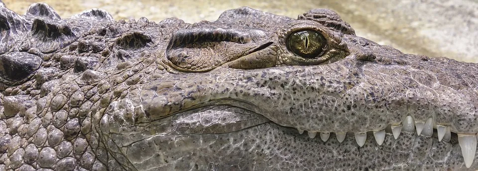 Crocodilo leva a presa para ser comida dentro de uma lagoa - Foto - Pixabay - Imagem ilustrativa