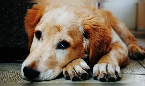 Pesquisa de cientistas europeus aponta que cães manipulam seus donos