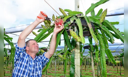 
							Agricultores apostam no cultivo de pitaia em Jandaia do Sul
						
						