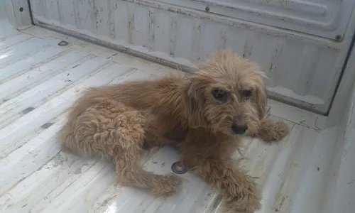 Guarda Municipal socorre cachorrinho atropelado em Arapongas 