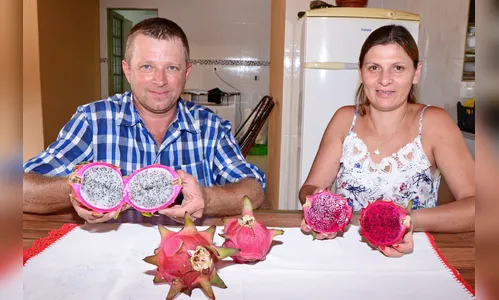 Agricultores apostam no cultivo de pitaia em Jandaia do Sul