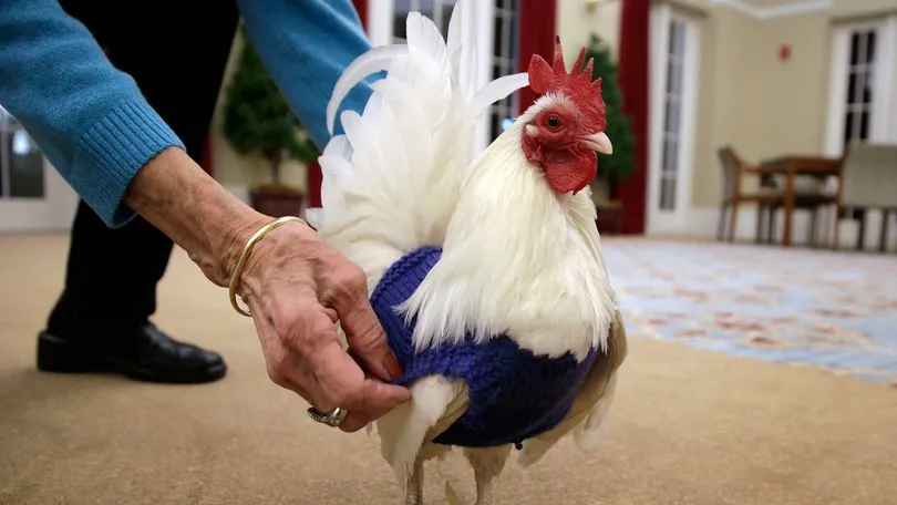 Idosas tricotam suéteres para agasalhar galinhas nos EUA