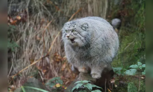 
							Conheça o gato-de-pallas, o felino mais estiloso do mundo
						
						