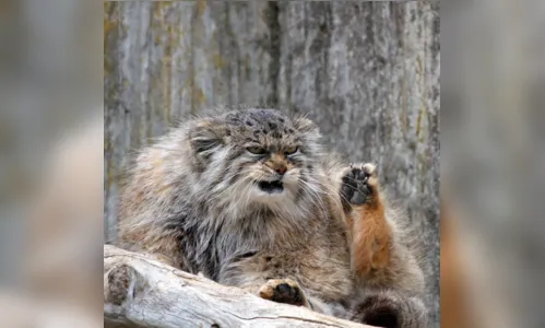 
							Conheça o gato-de-pallas, o felino mais estiloso do mundo
						
						