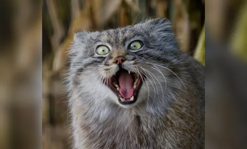 
							Conheça o gato-de-pallas, o felino mais estiloso do mundo
						
						