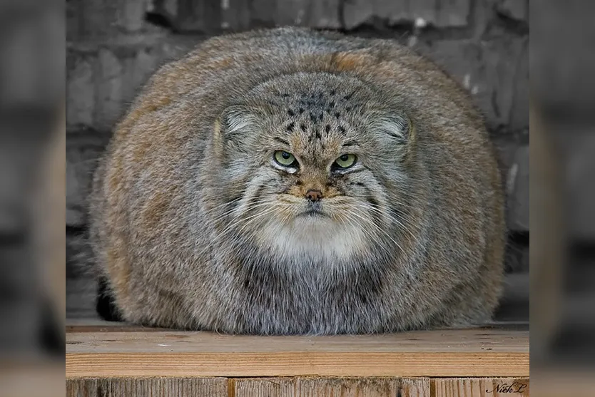  O gato-de-pallas é considerado o felino mais expressivo do mundo Foto: BoredPanda - Foto: BoredPanda 
