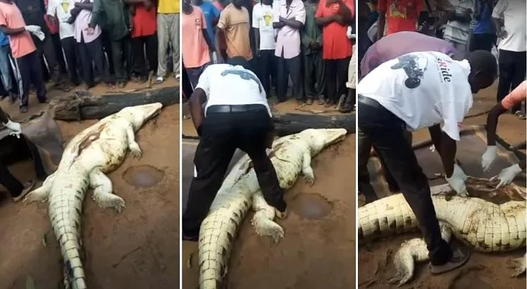 Corpo de criança estava na barriga de crocodilo - Imagem - Reprodução/YouTube