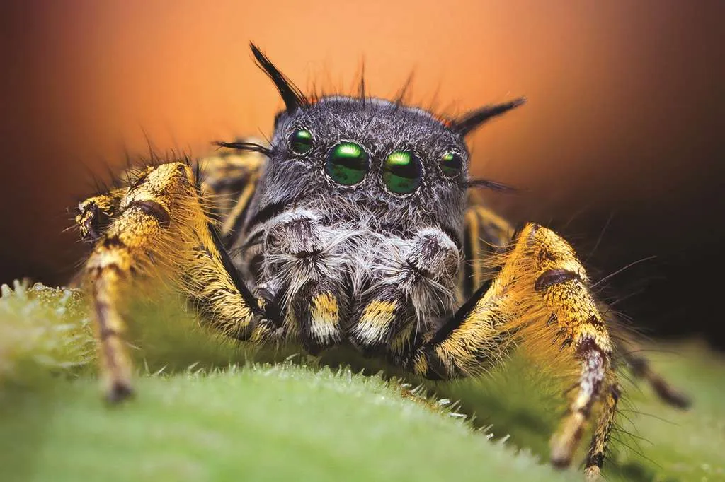 São conhecidas atualmente 45 mil espécies de aranhas - Foto: Thomas Shahan/Wikimedia Commons/Superinteressante
