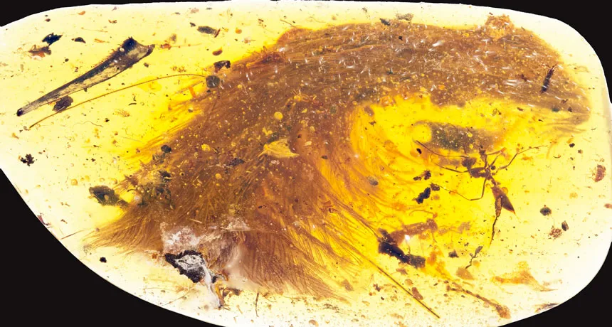  Cauda de dinossauro com suas penas ainda intactas foi achada preservada neste pedaço de âmbar de 99 milhões de anos - Foto: RYAN C. MCKELLAR / MUSEU REAL DE SASKATCHEWAN