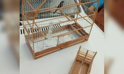 Homem é autuado por caça ilegal de pássaros em Arapongas