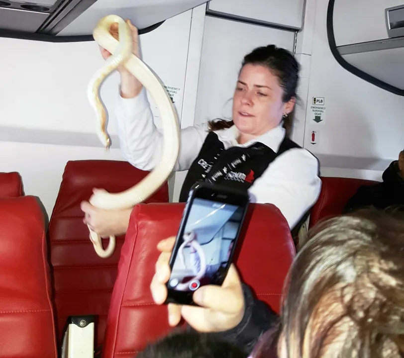 Comissária de bordo no momento em que cobra foi capturada em avião - Foto: Anna McConnaughy via AP