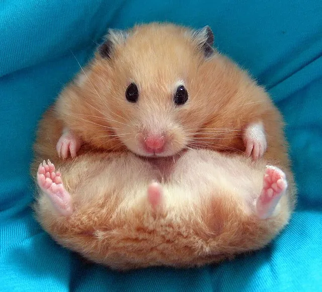 Alguma coisa está errada com este hamster - Foto Mega Curioso/Imagem ilustrativa 