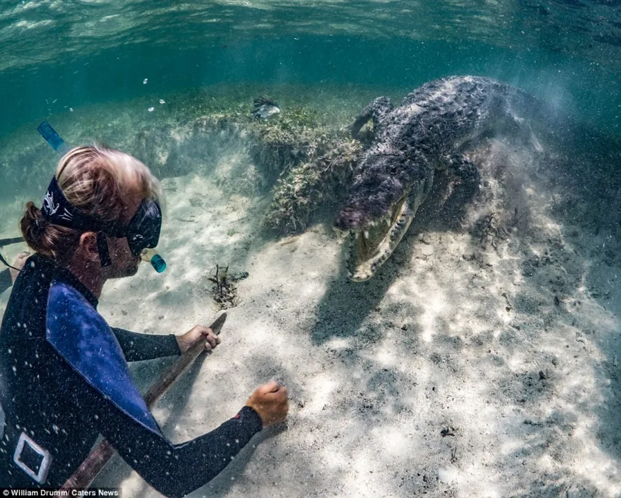 Turista não desmonstra medo diante de crocodilo - Foto: Turista nadando com crocodilos e gravando a experiência única e arriscada - Foto: Willim Drumm/CatrerNews