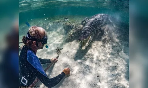 
						
							Turistas se arriscam para nadar com crocodilos; veja vídeo
						
						