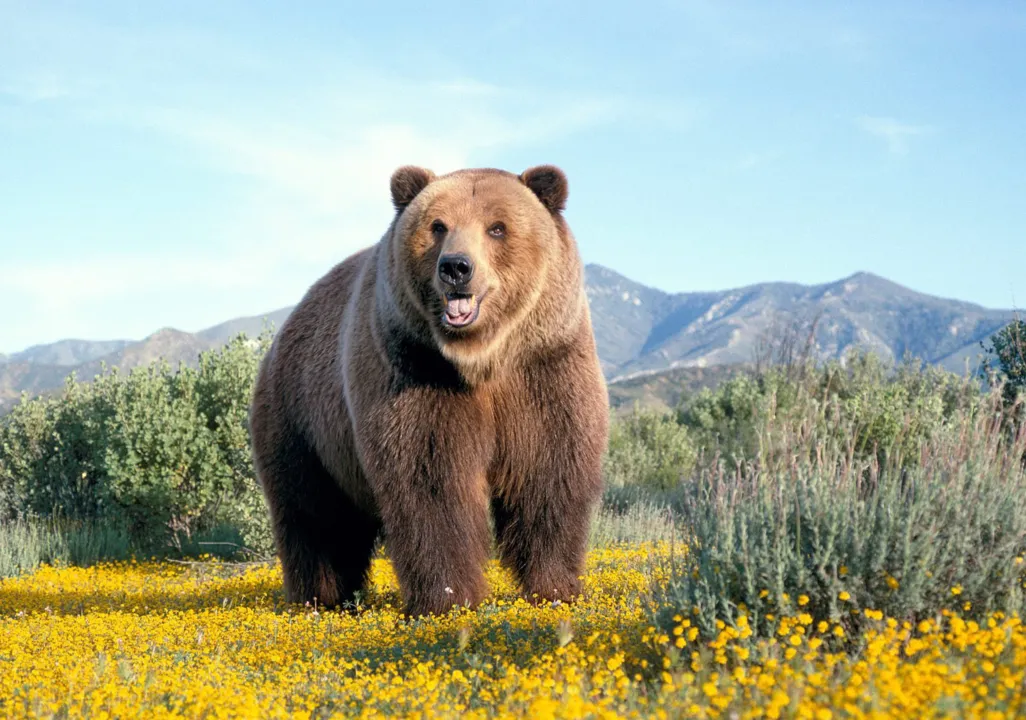 Homem levou o seu urso para passear na Rússia - Imagem ilustrativa - defensores da natureza