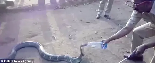 Vídeo mostra como um homem a segura pelo rabo e outro lhe dá cuidadosamente água  - Foto: Caters New Agency