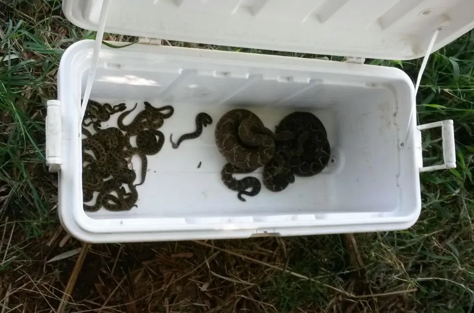 Na casa de José Maurílio da Silva foram encontradas 26 cobras da espécie cascavel. (Foto - Reprodução)