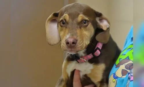 Cachorra salva menina de três anos que saiu de casa sem roupa na neve