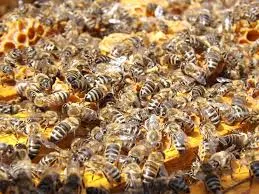 As abelhas são atraídas pelo descontrole emocional - Foto: pixabay/imagem ilustrativa