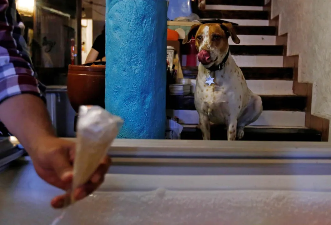 Cachorro observa um sorvete sendo servido na Cidade do México - Foto: Carlos Jasso/Reuters)