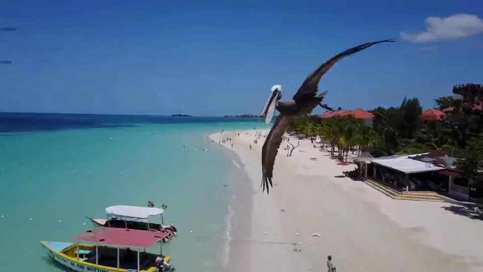   O drone voava sobre a Praia de Seven Mile quando o pelicano apareceu - Foto: NEWSFLARE