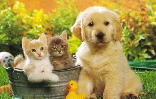 Na Rússia, fábrica de ração empregará 260 gatos e 100 cachorros