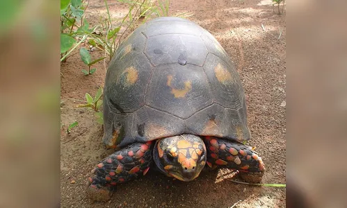 Família encontra animal de estimação comendo tablete de maconha