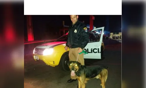 Cão farejador encontra cocaína escondida na cueca de suspeito em Mandaguari